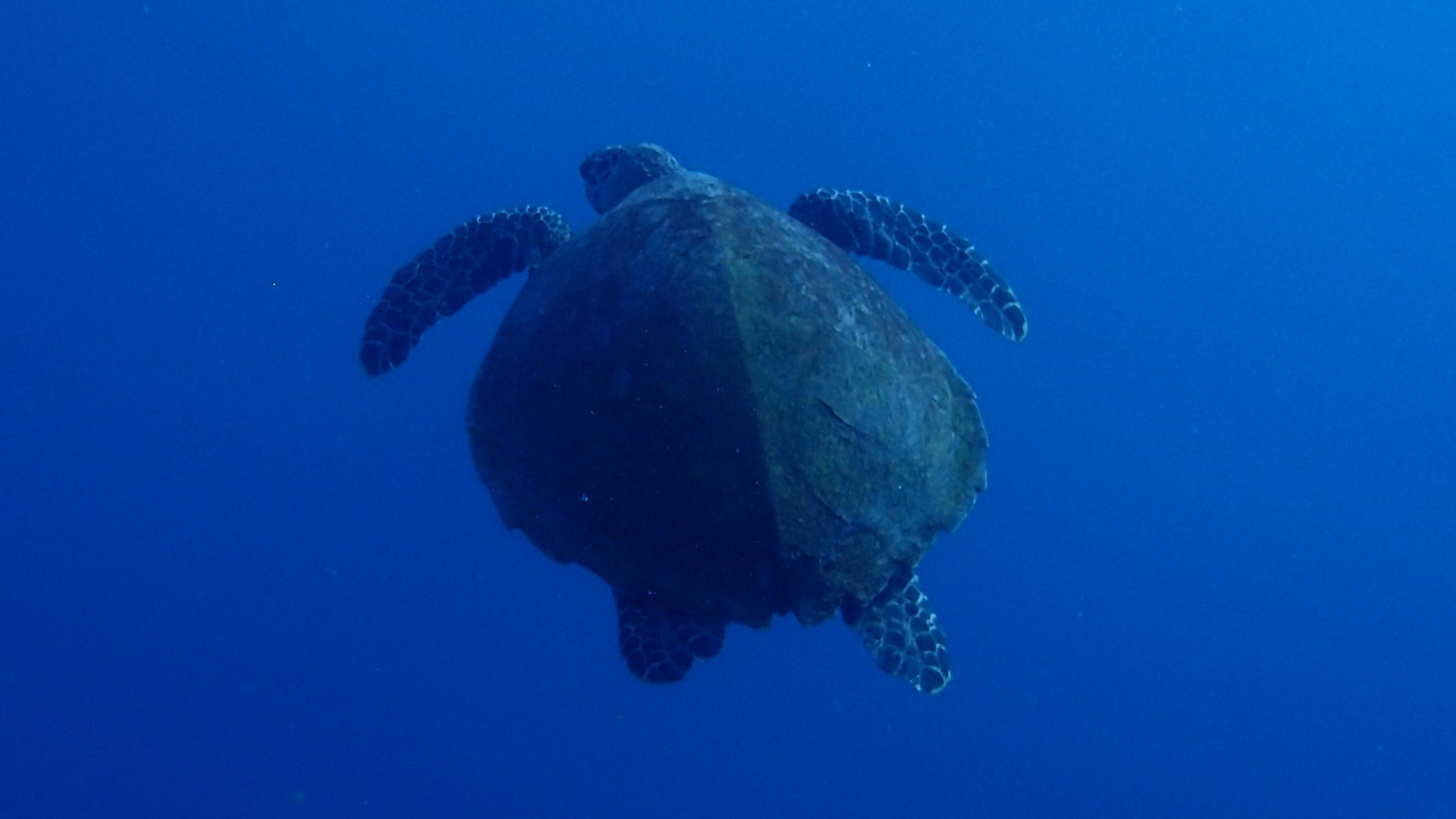 Before: raw underwater photo